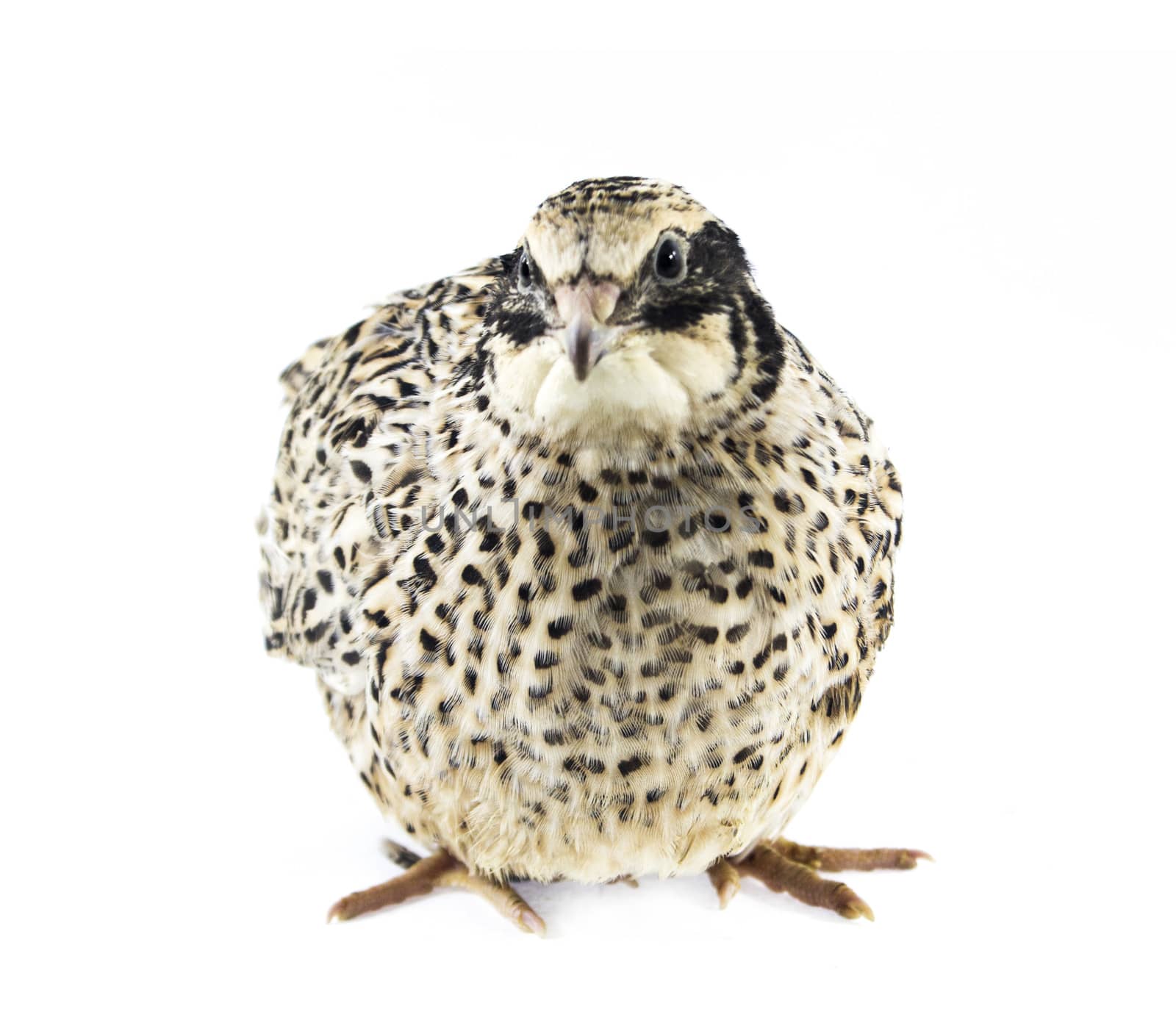 quail isolated on white background