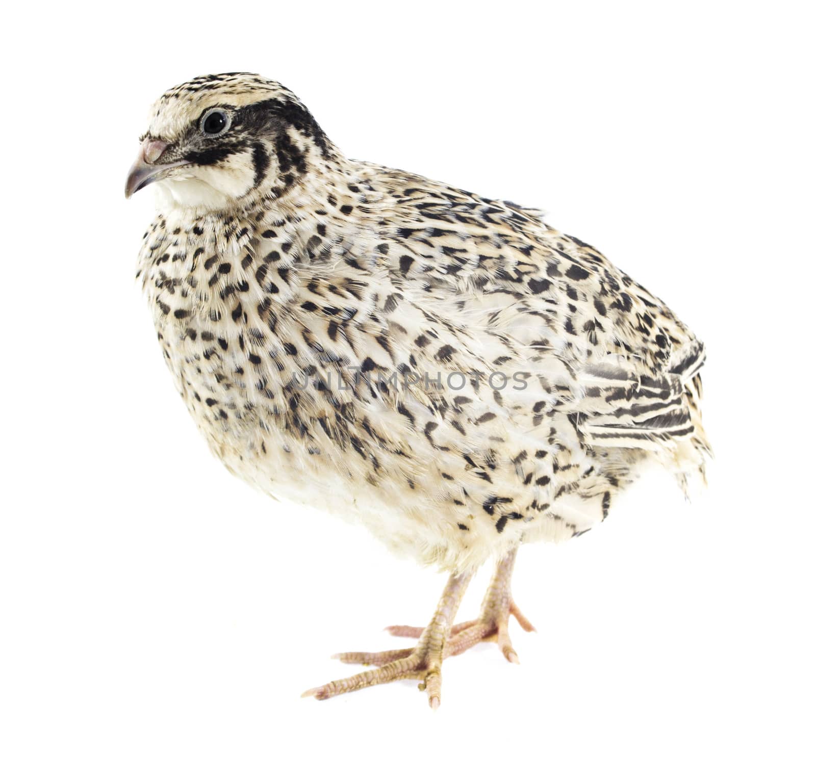 quail isolated on white background