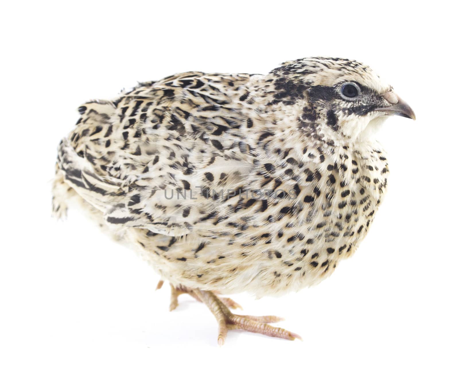 quail isolated on white background