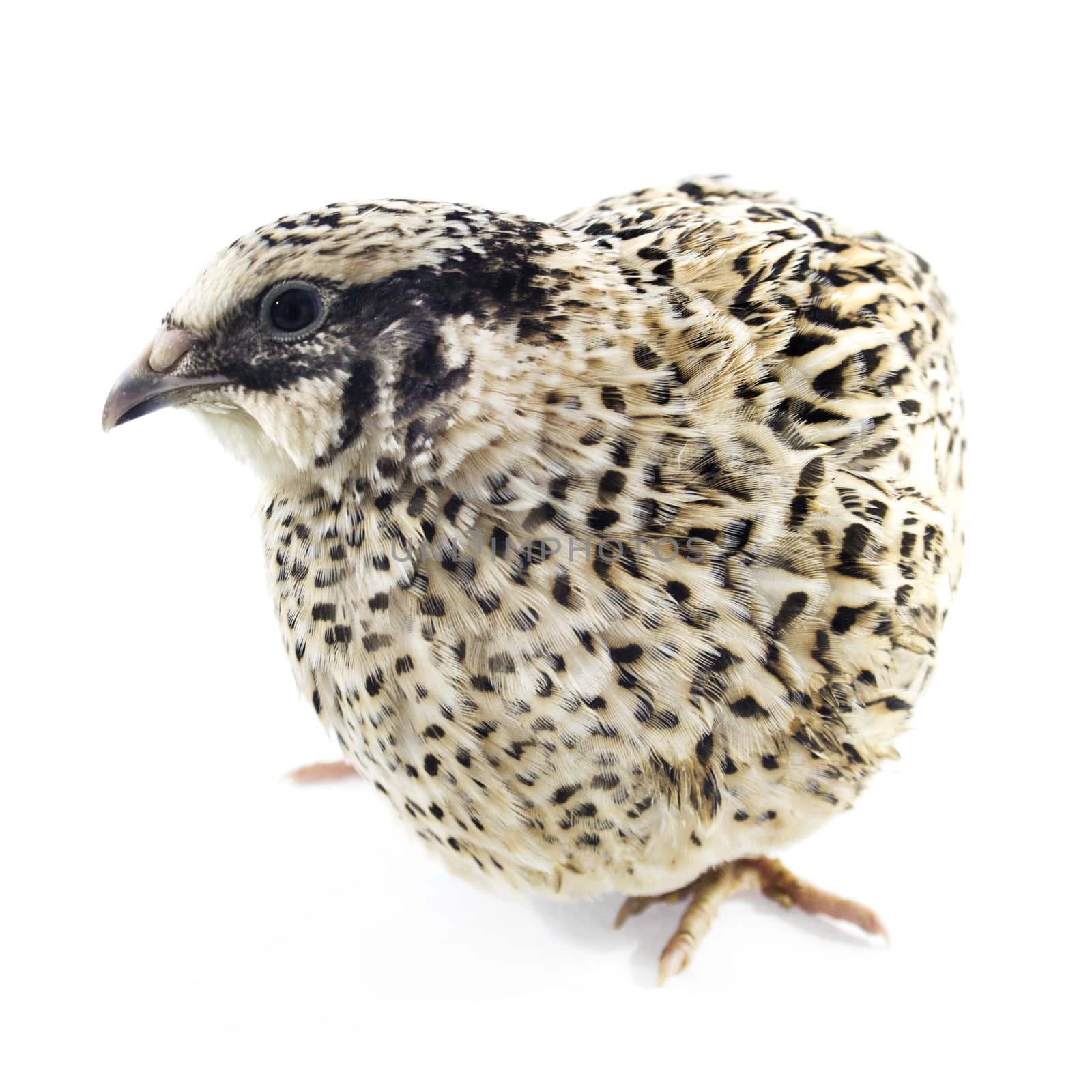 quail isolated on white background