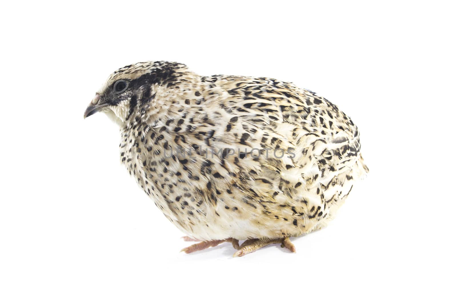 quail isolated on white background