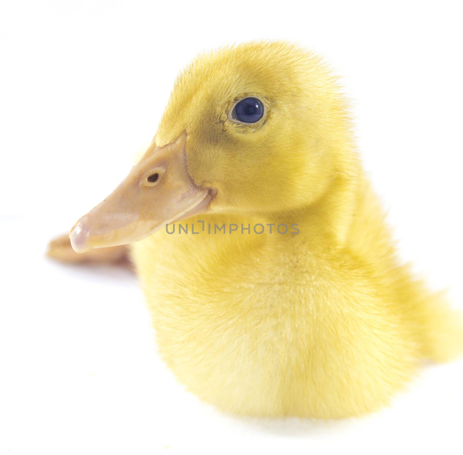 Funny yellow Duckling by designsstock