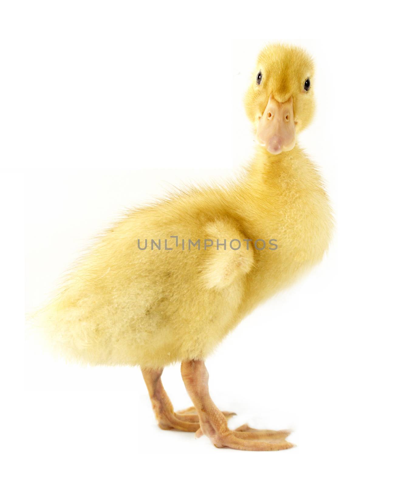 Funny yellow Duckling age days. Isolated on white.