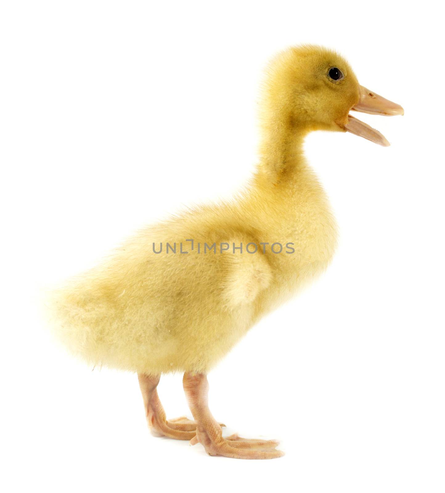 Funny yellow Duckling age days. Isolated on white.