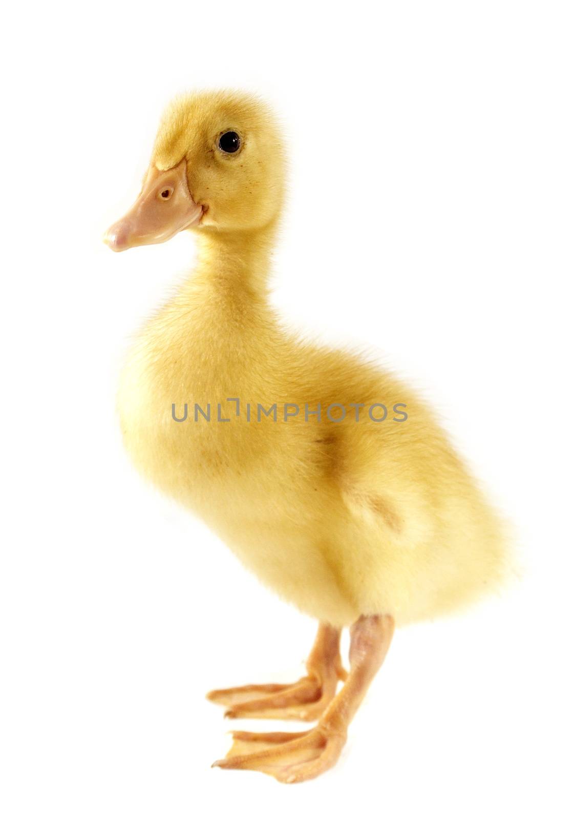 Funny yellow Duckling by designsstock
