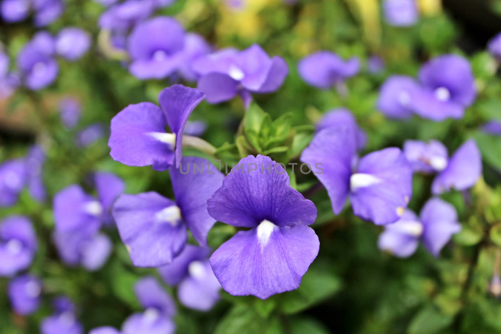 Feel fresh with plenty of purple flowers.