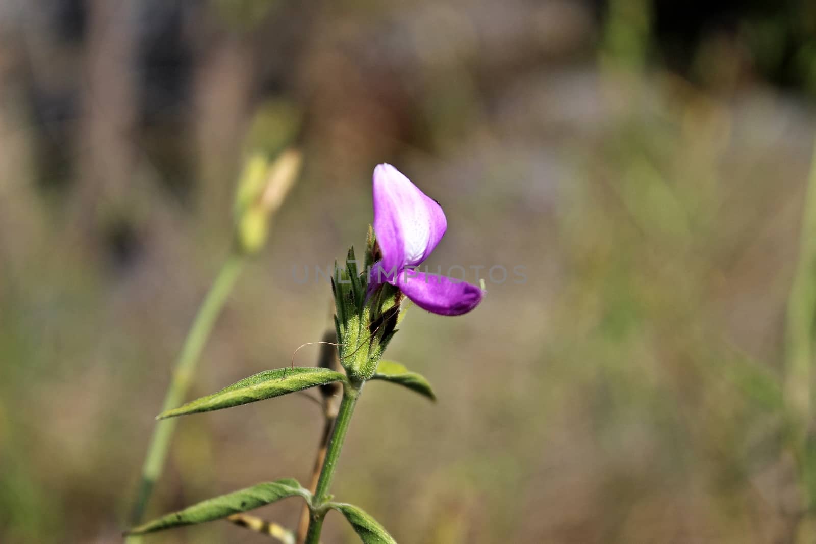 A pink purple flower is welcoming light from the sun in the ground.