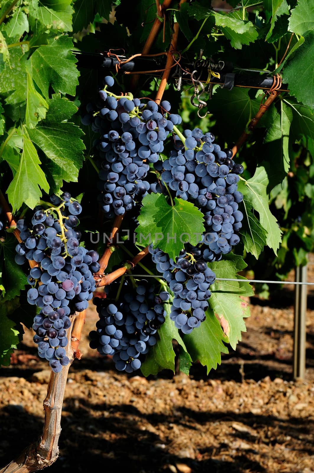 Details of vineyards, rows of old and young vines during harvest.