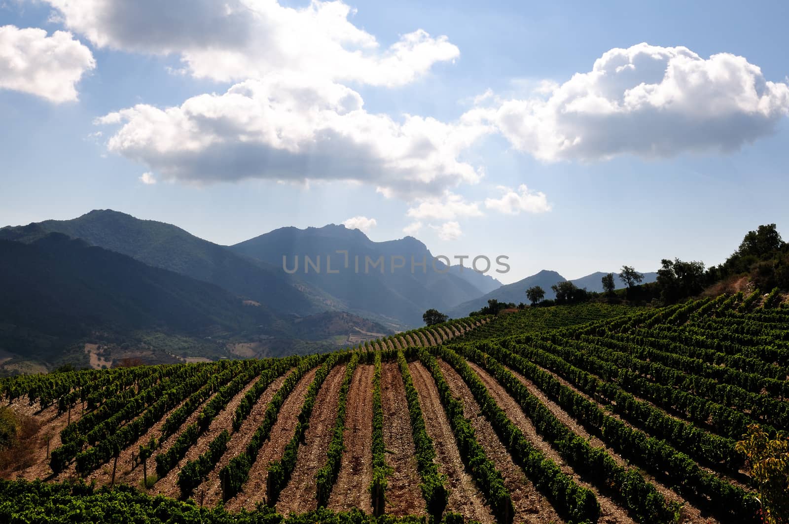 Details of vineyards, rows of old and young vines during harvest.