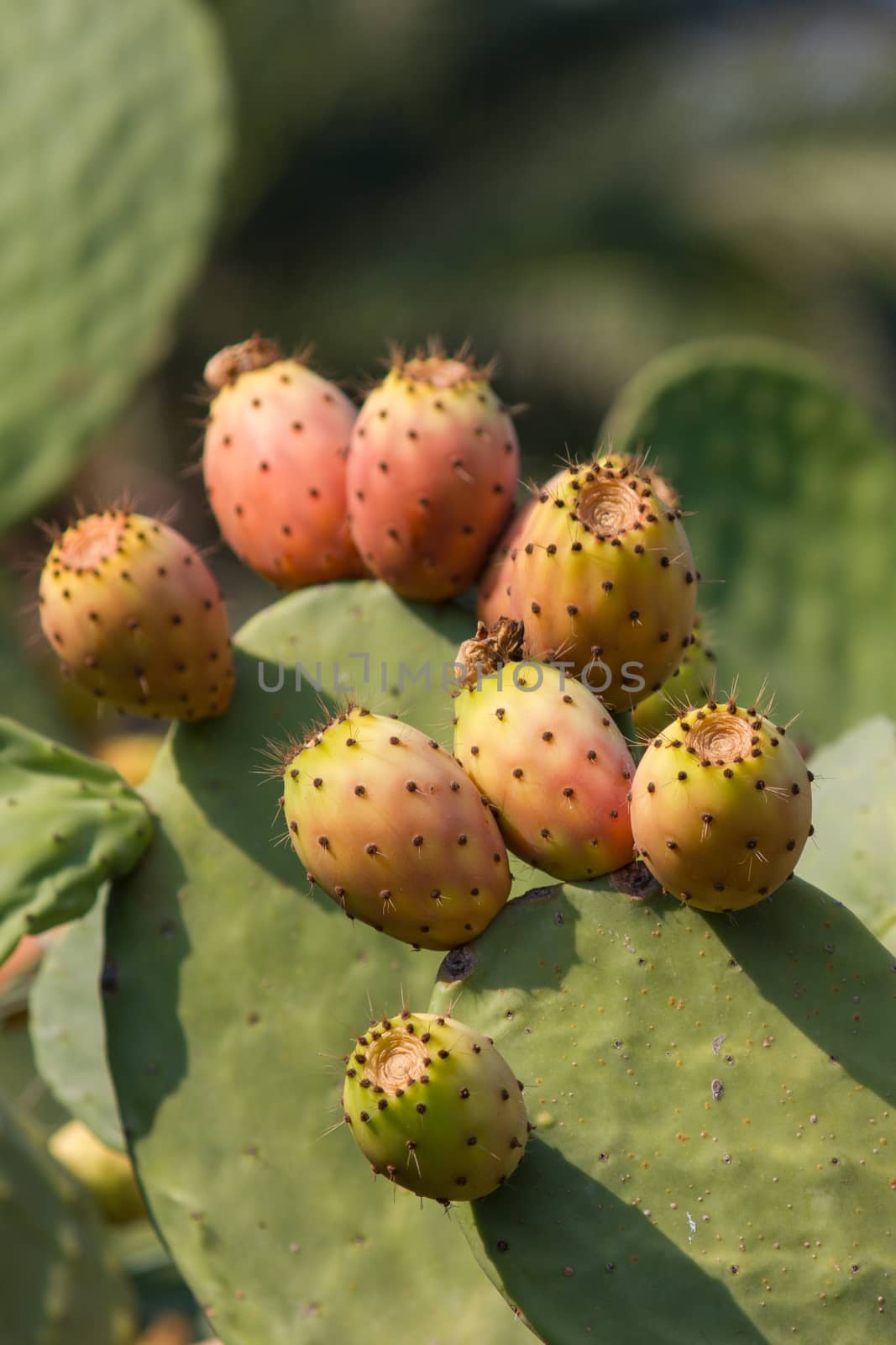 Prickly pear fruit from the peel prickly but juicy and sweet