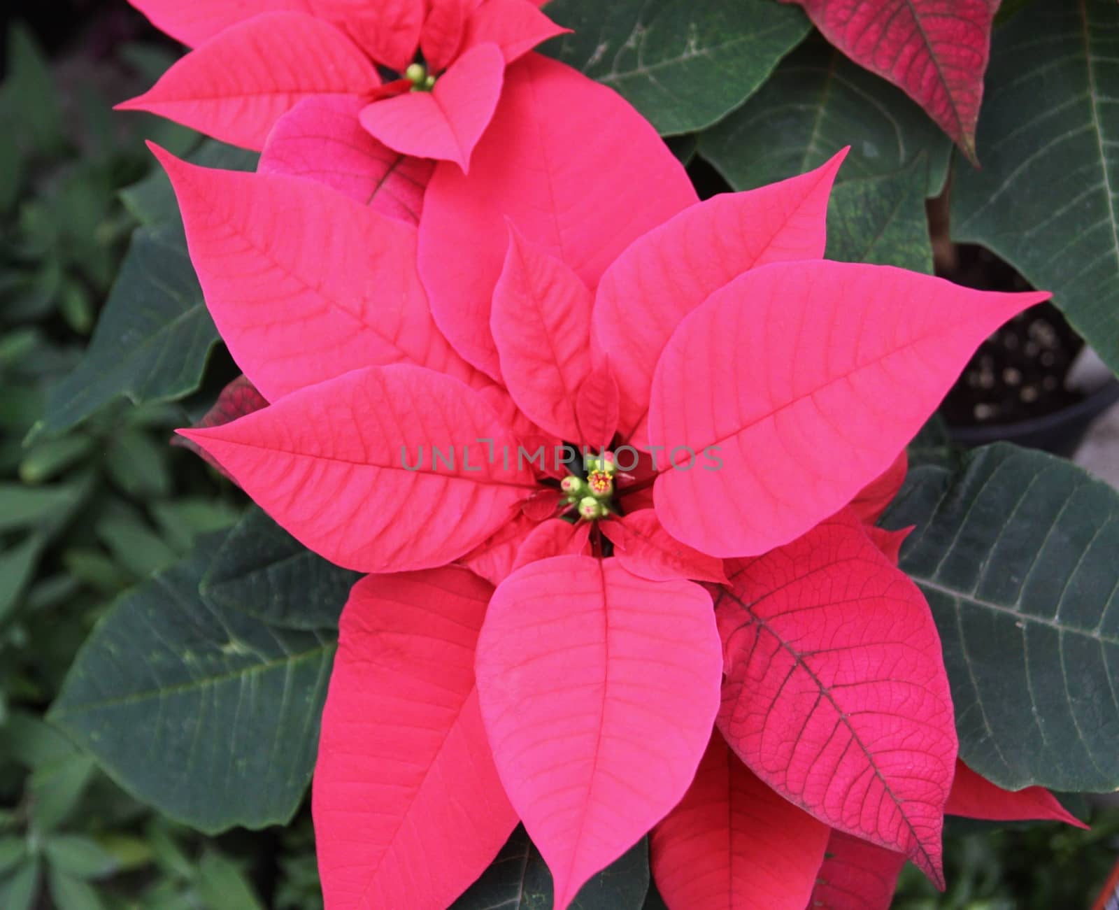 beautiful red poinsettia and green leaves