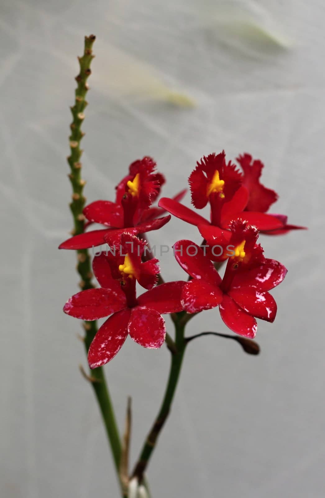 Red orchid flowers on white background