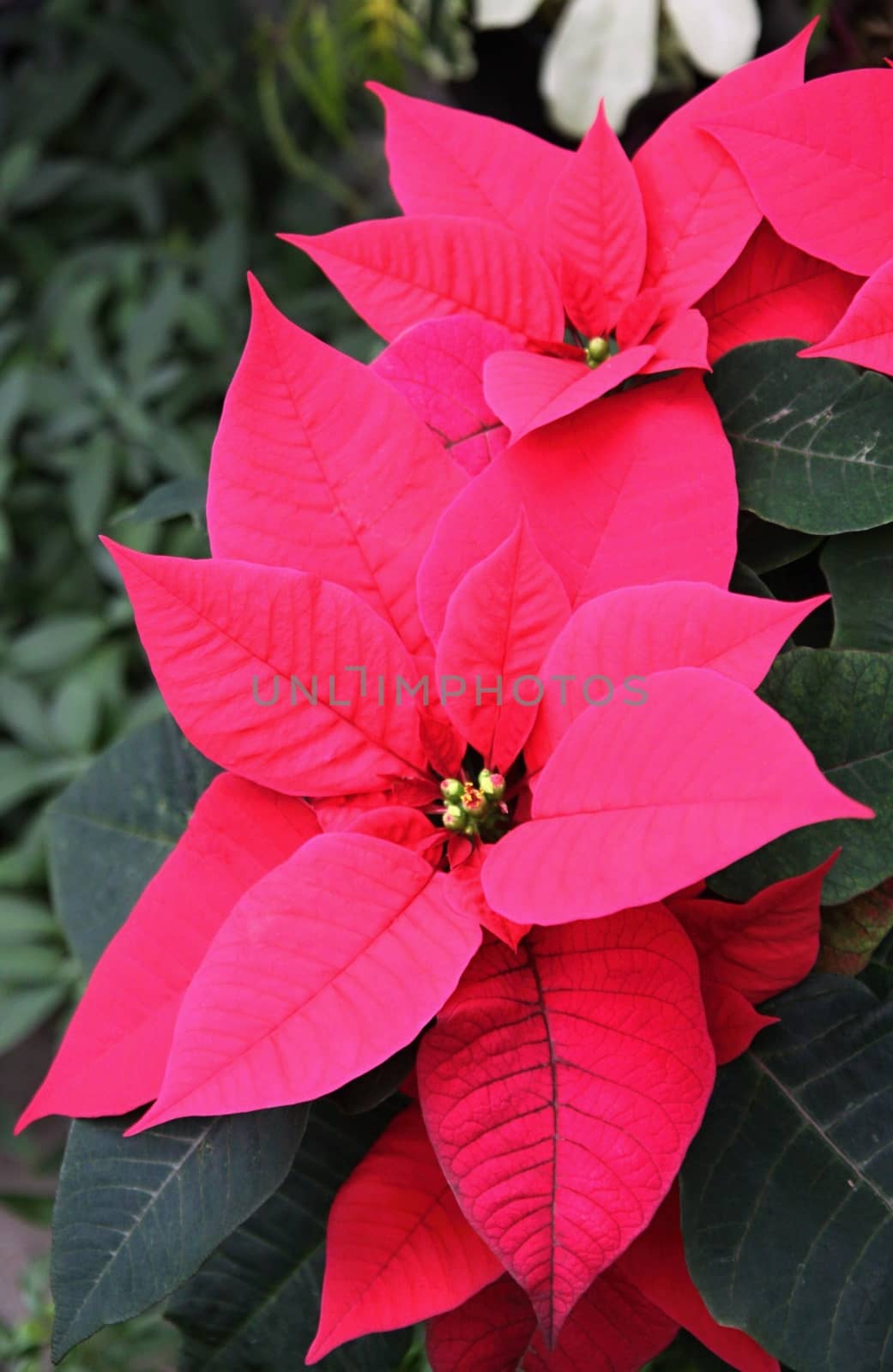 beautiful red poinsettia  by jnerad