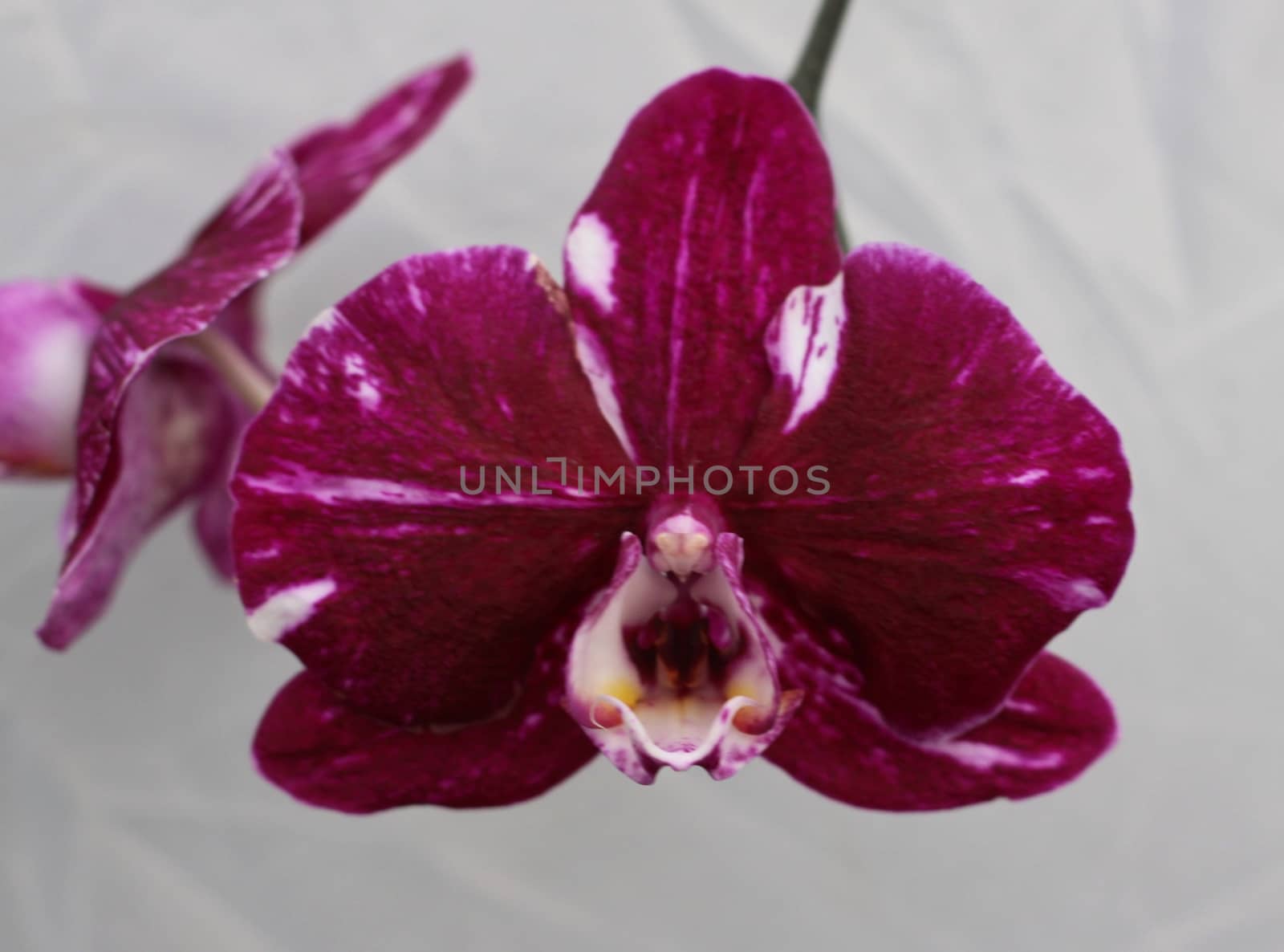 Dark red orchid by jnerad