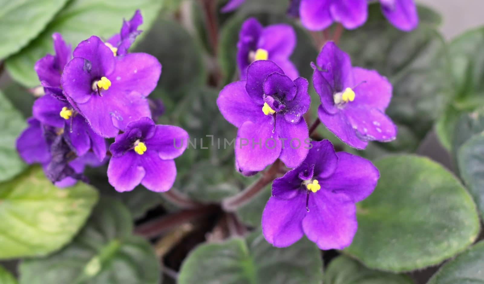 the flowers of violets and green leaves