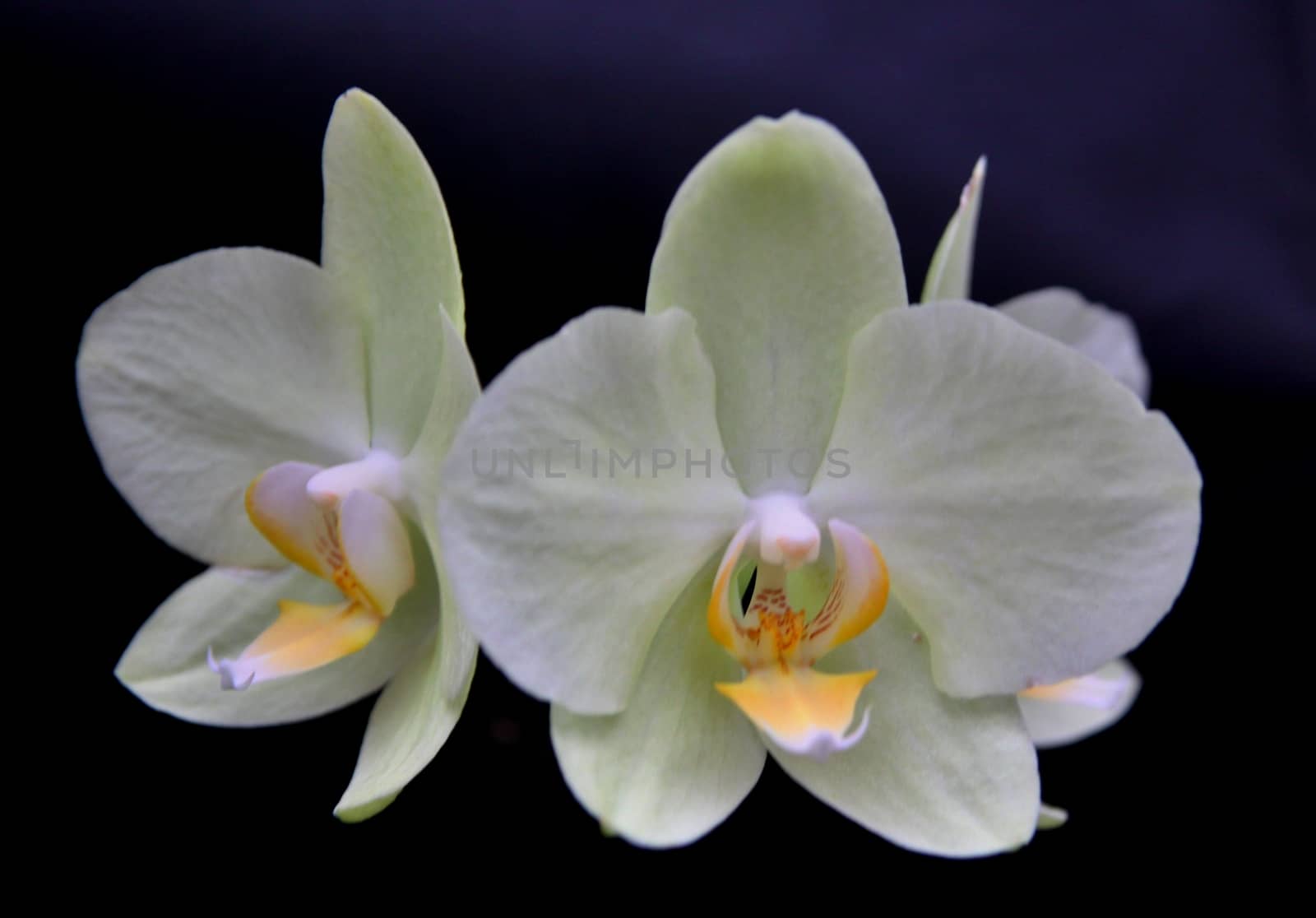 White orchid  by jnerad