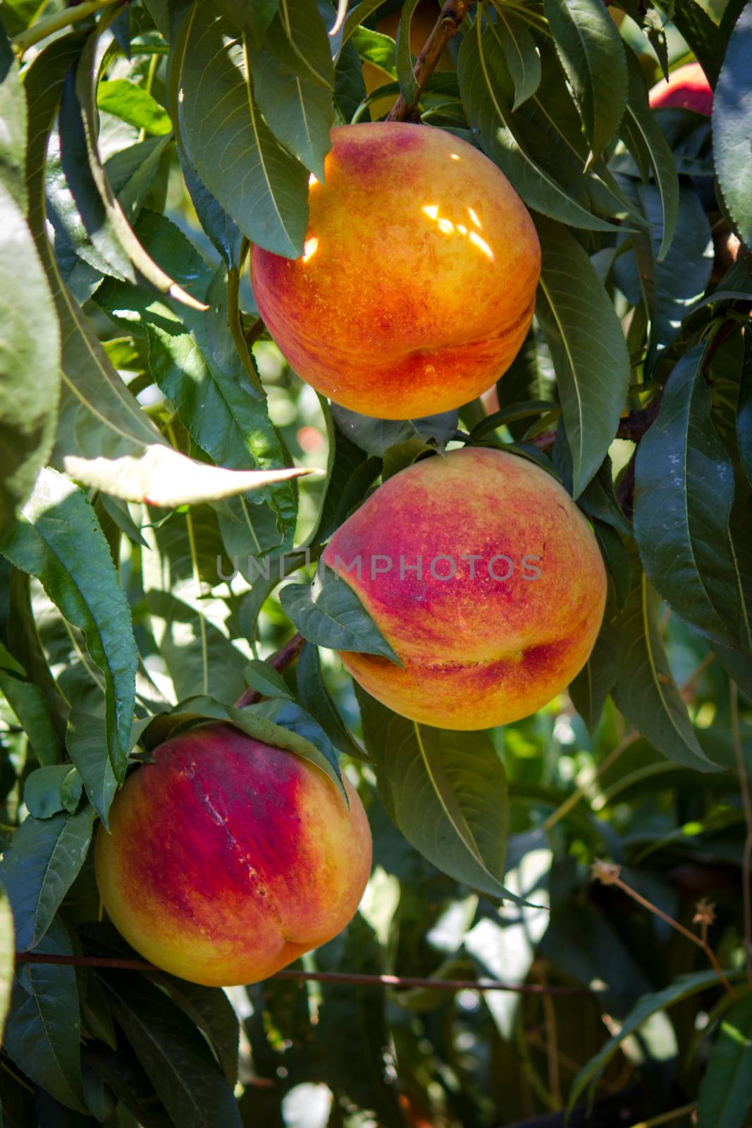 The sun-ripened peaches from Sicily
