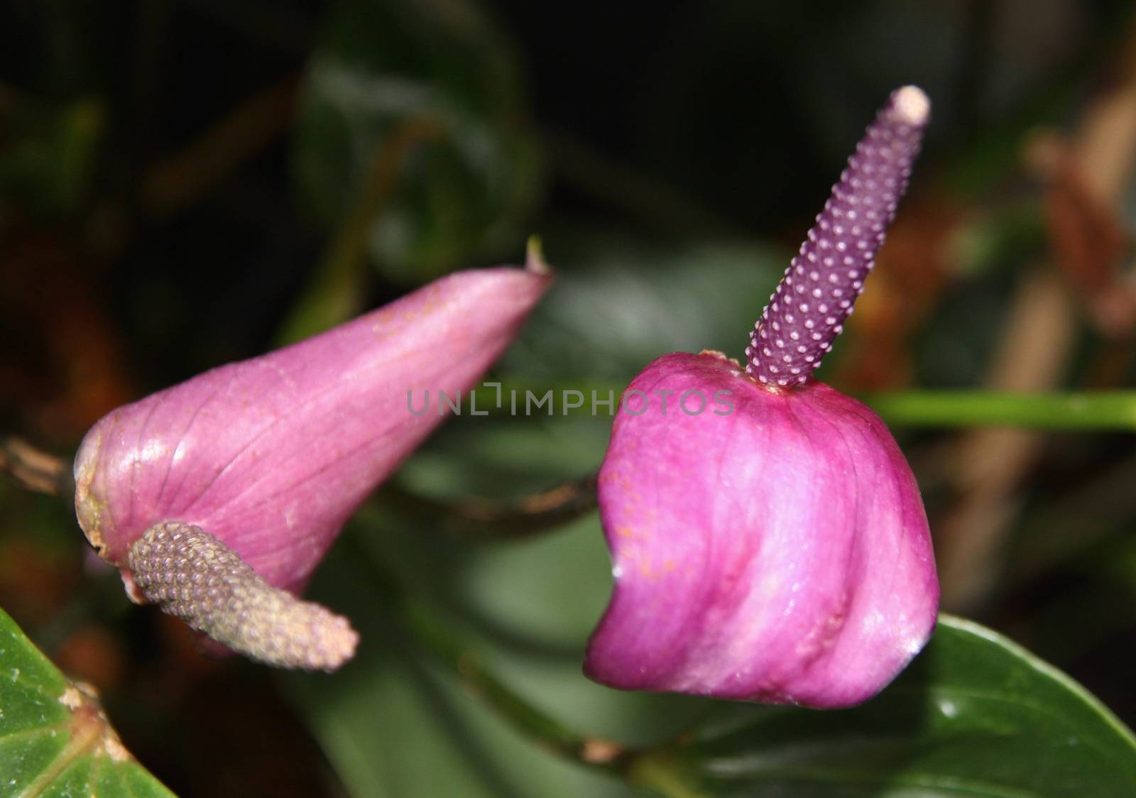Violet  Flamingo flower and green leaves