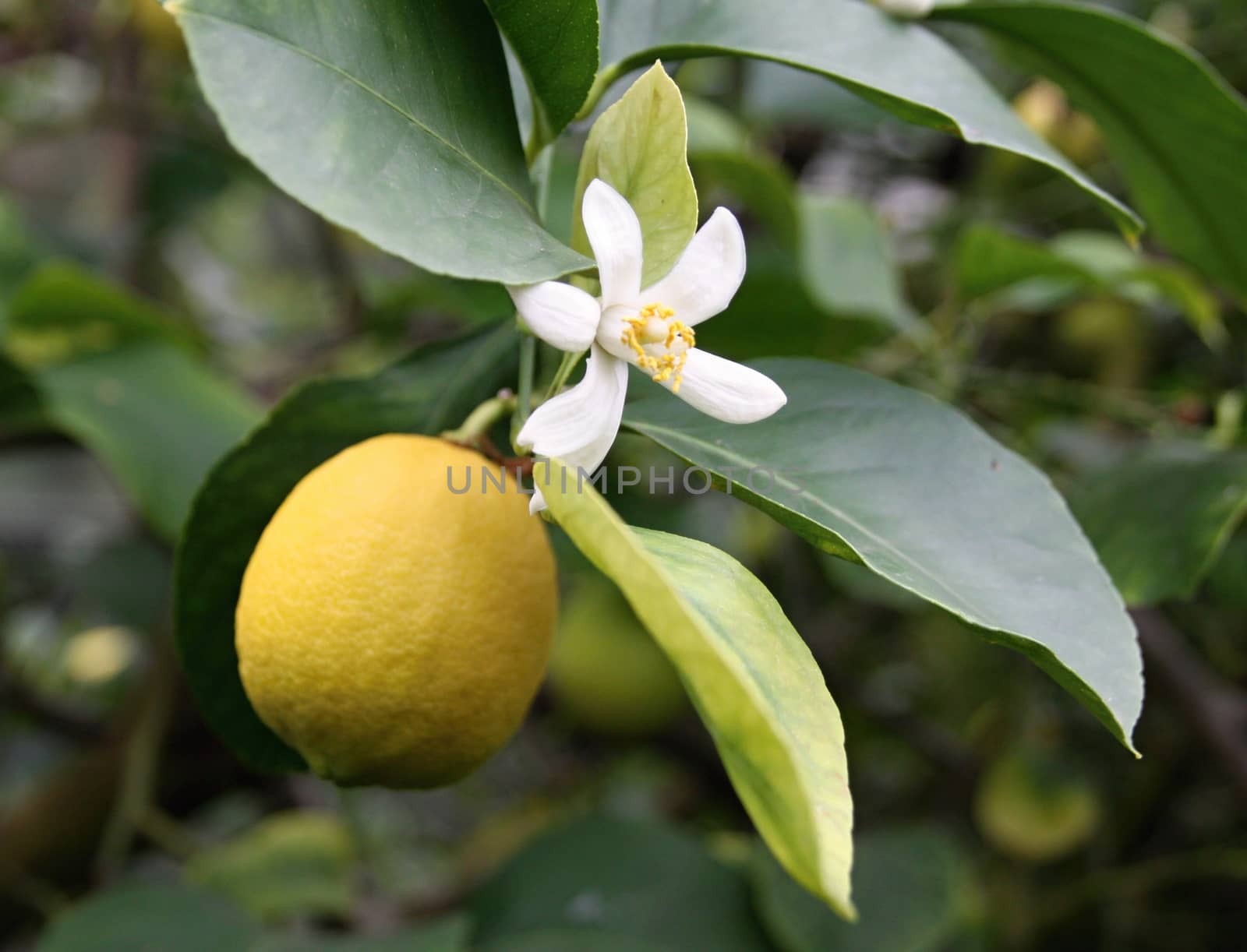 Ripe yellow lemon with flower  hanging on tree and green leaves
