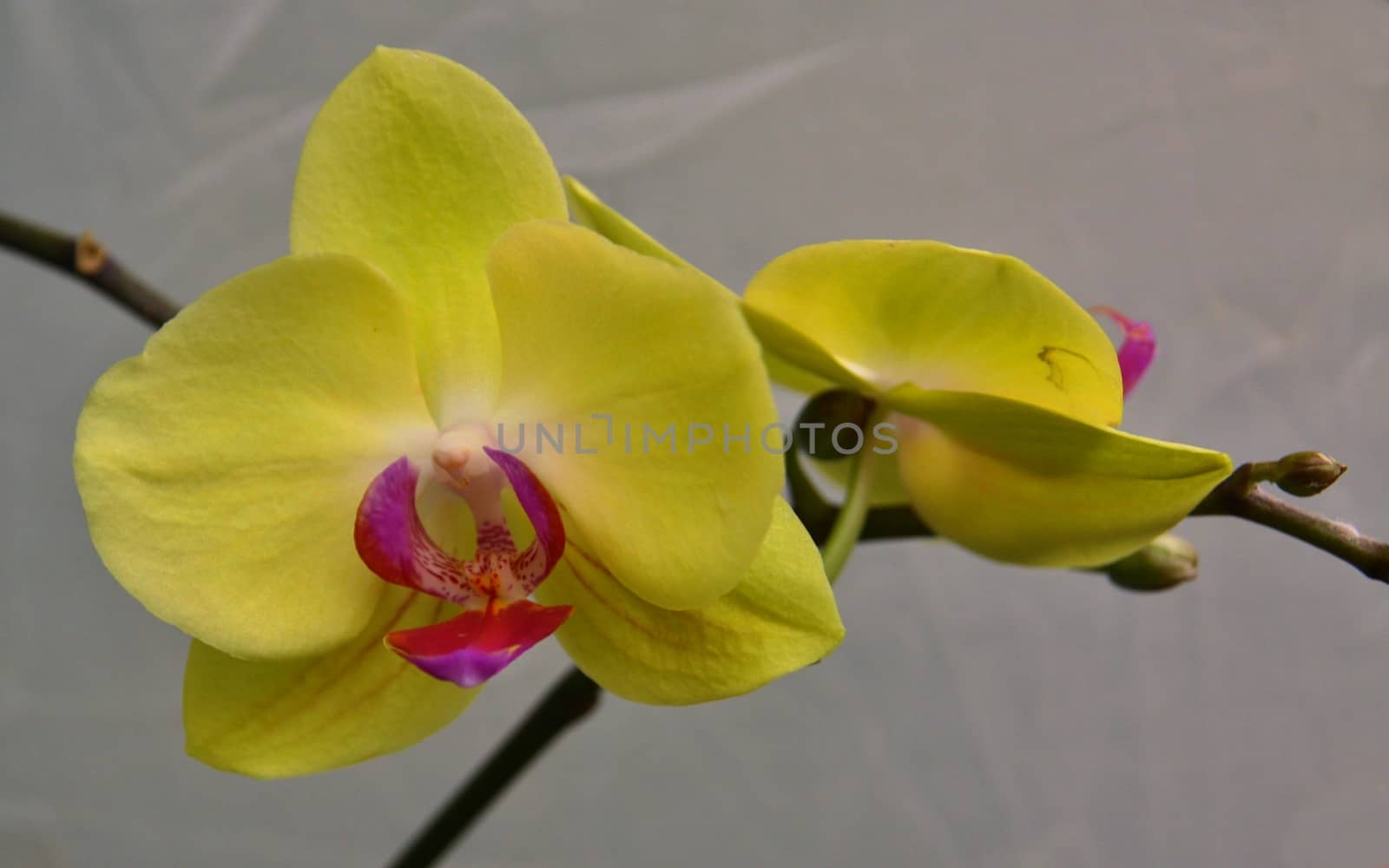 Yellow orchid by jnerad