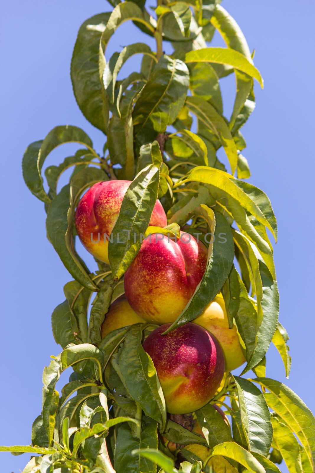 The sun-ripened peaches from Sicily