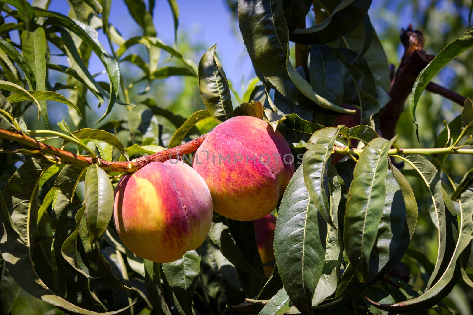 The sun-ripened peaches from Sicily