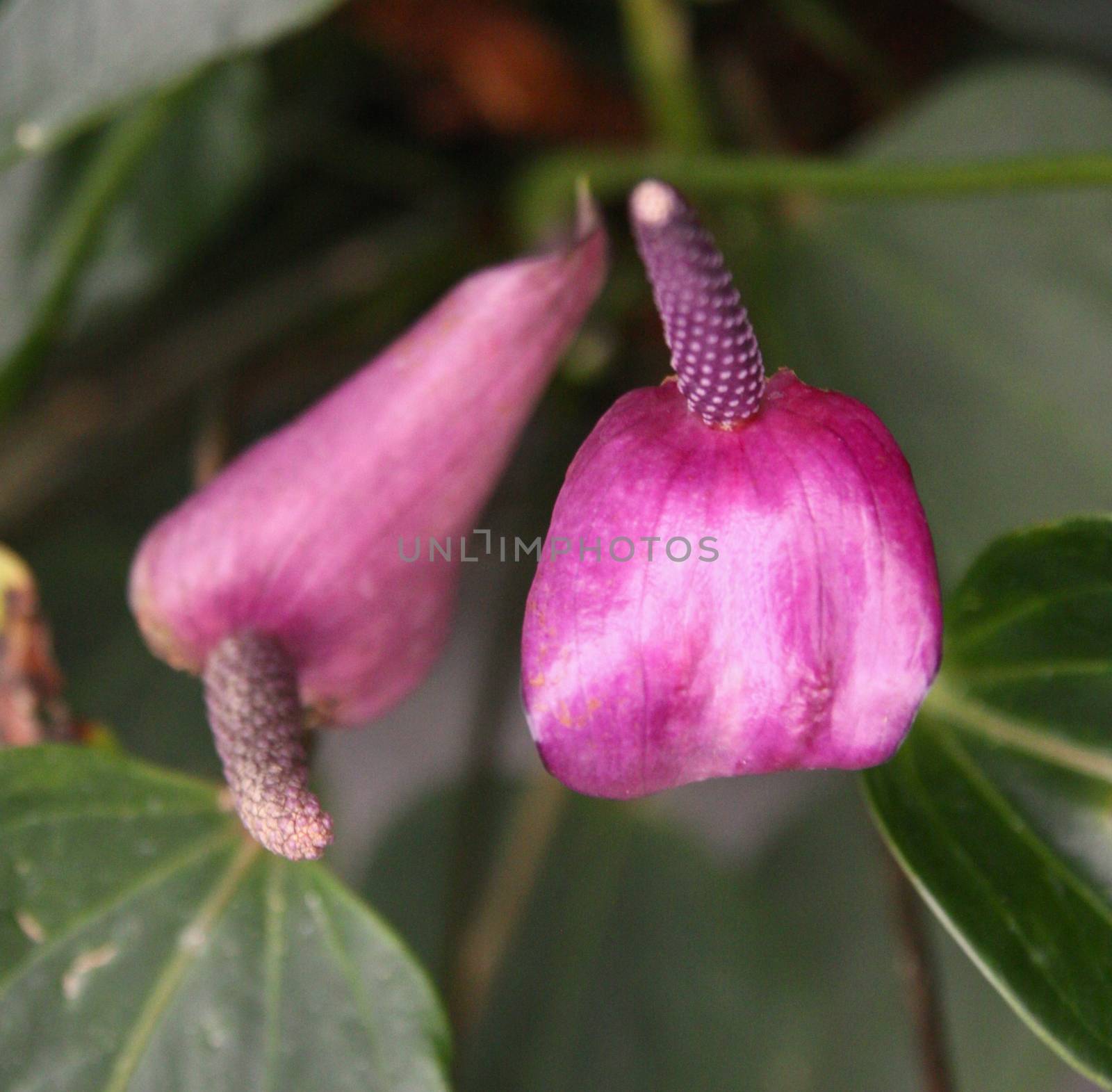 Violet  Flamingo flower and green leaves