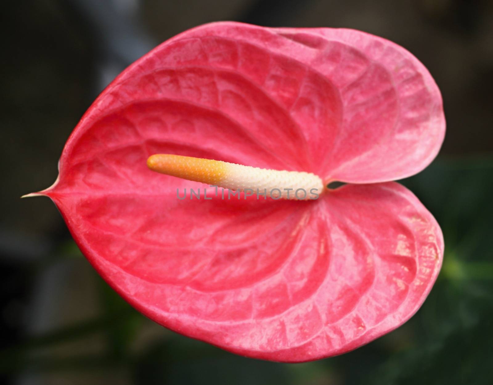 red Flamingo flower and nature background