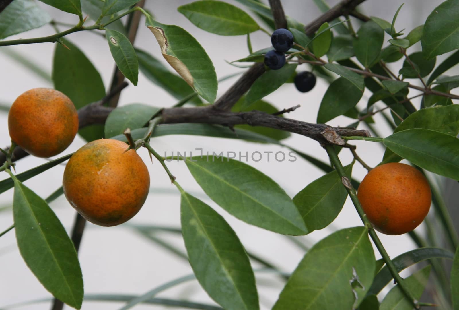 branch orange tree fruits and green leaves 