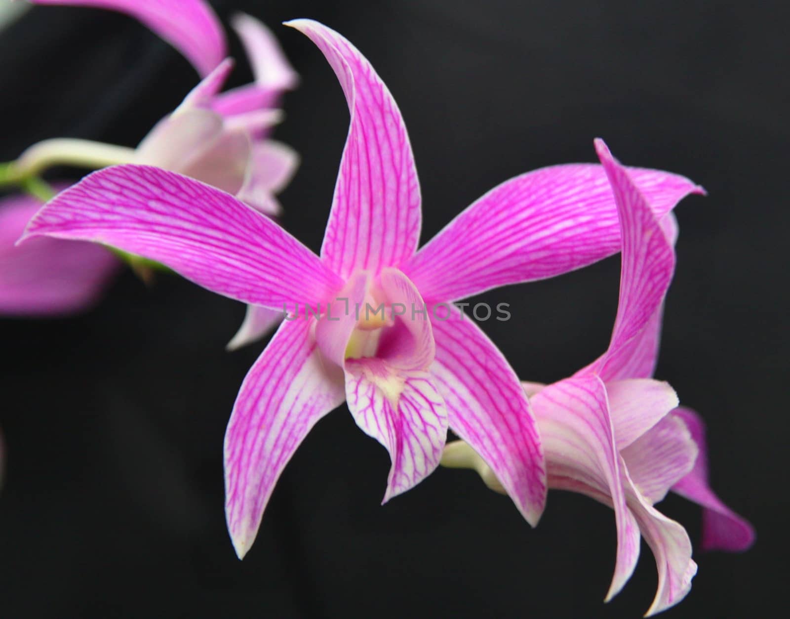 Pink and white orchid flowers on dark background