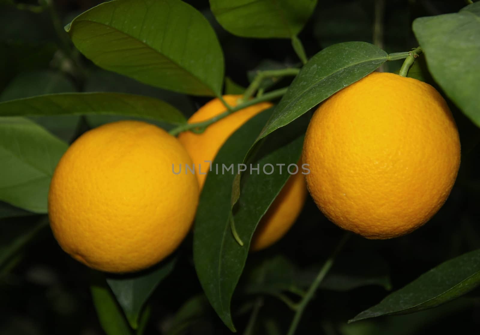 orange fruits and green leaves  by jnerad