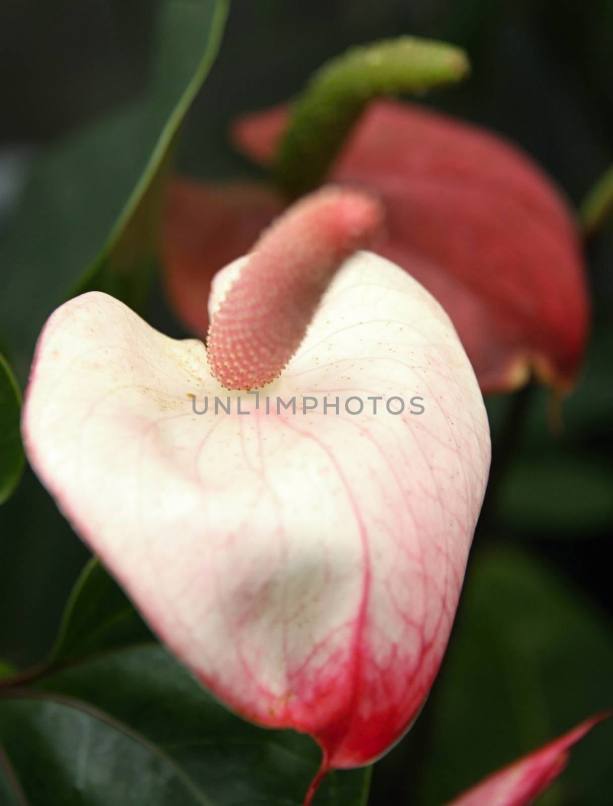 Rose  Flamingo flower and green leaves