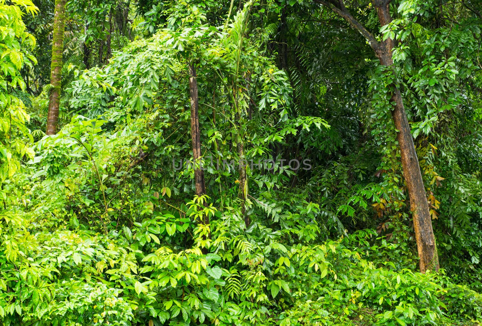 Wet, tropical rainforest near Myeik in southern Myanmar.