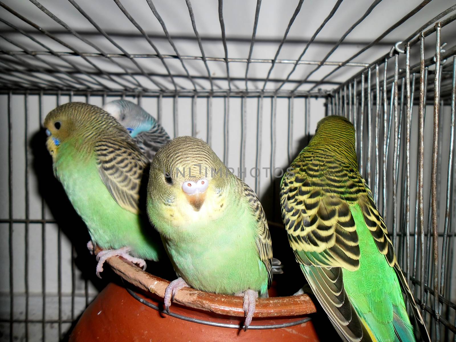 A group of lovely budgerigars