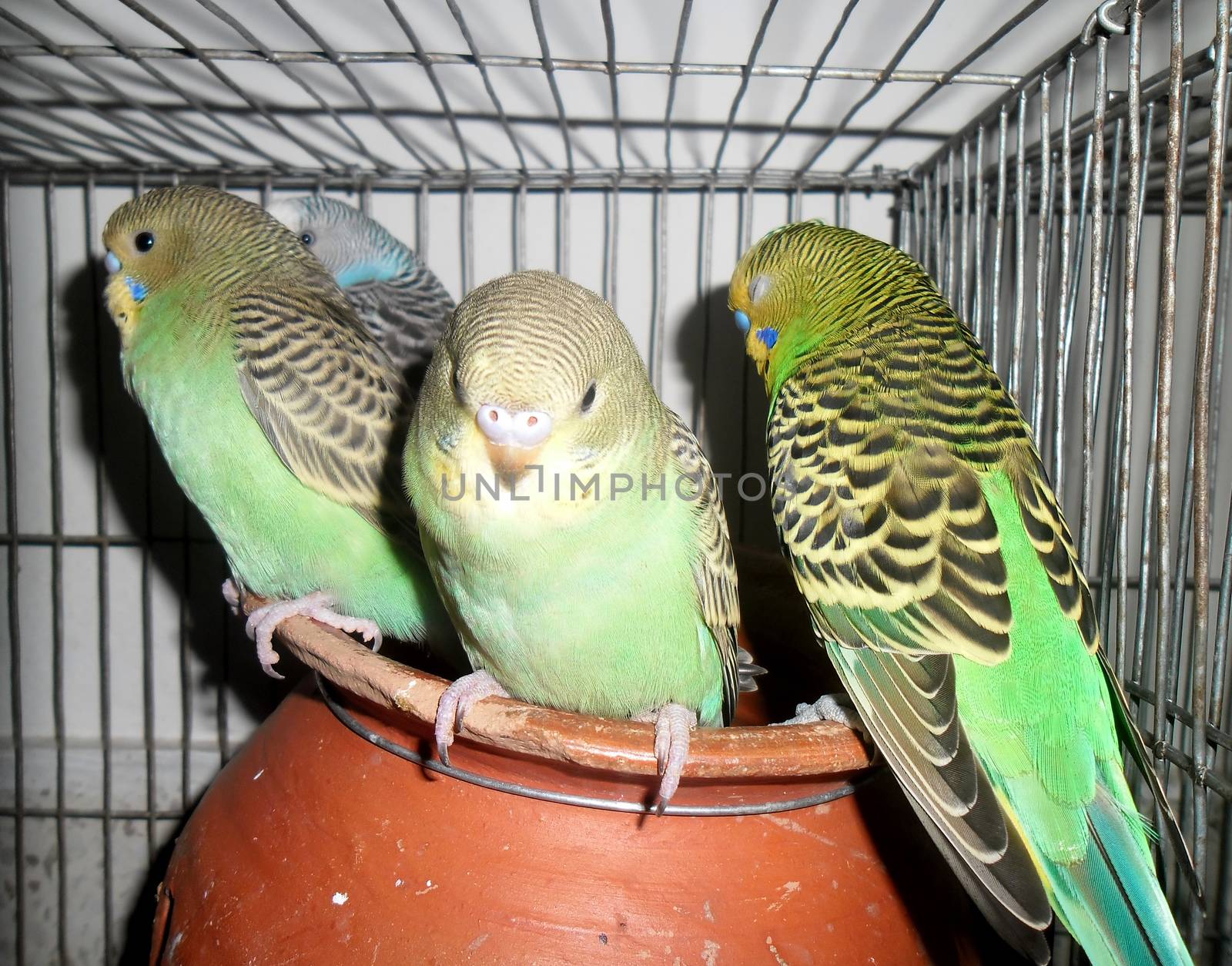 A group of lovely budgerigars