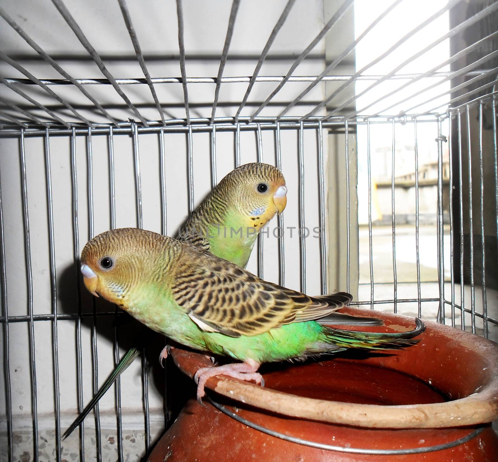 A pair of lovely budgerigars by shawlinmohd