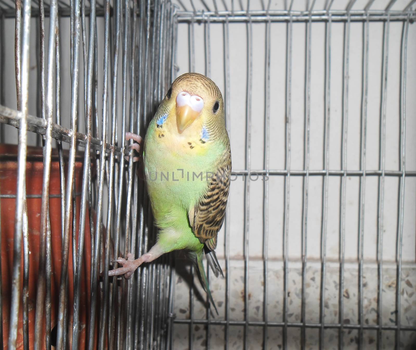 Green baby budgerigar by shawlinmohd