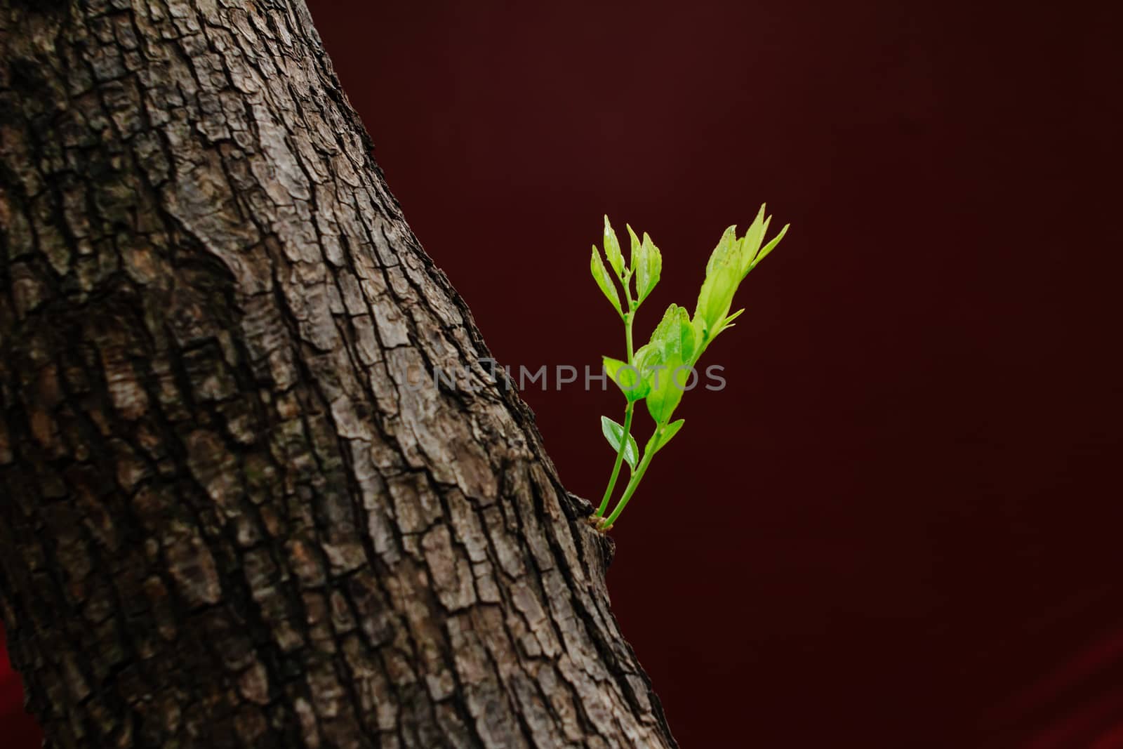 Buds on the tree,with red wall background