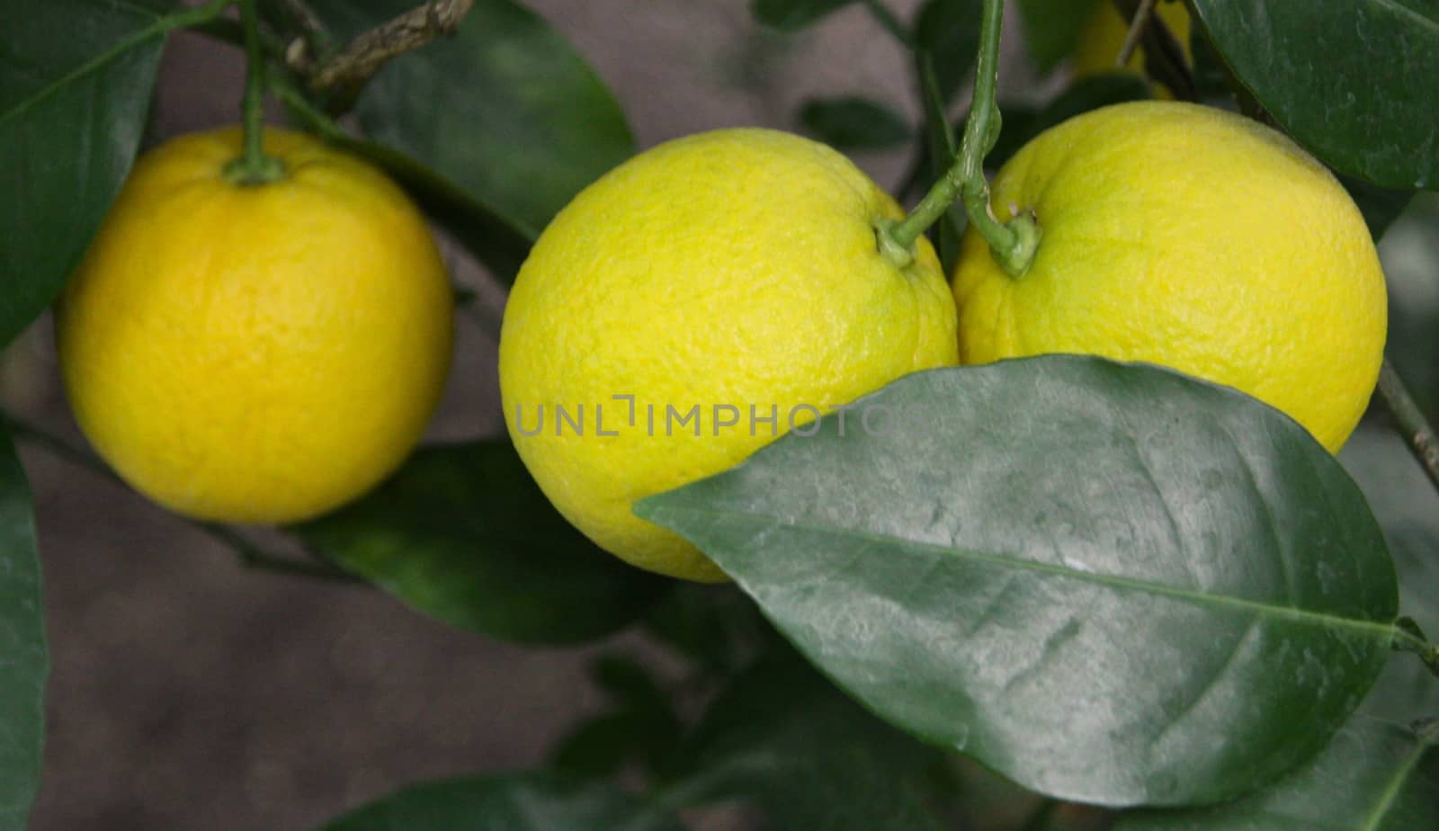 Ripe yellow lemons hanging on tree and green leaves