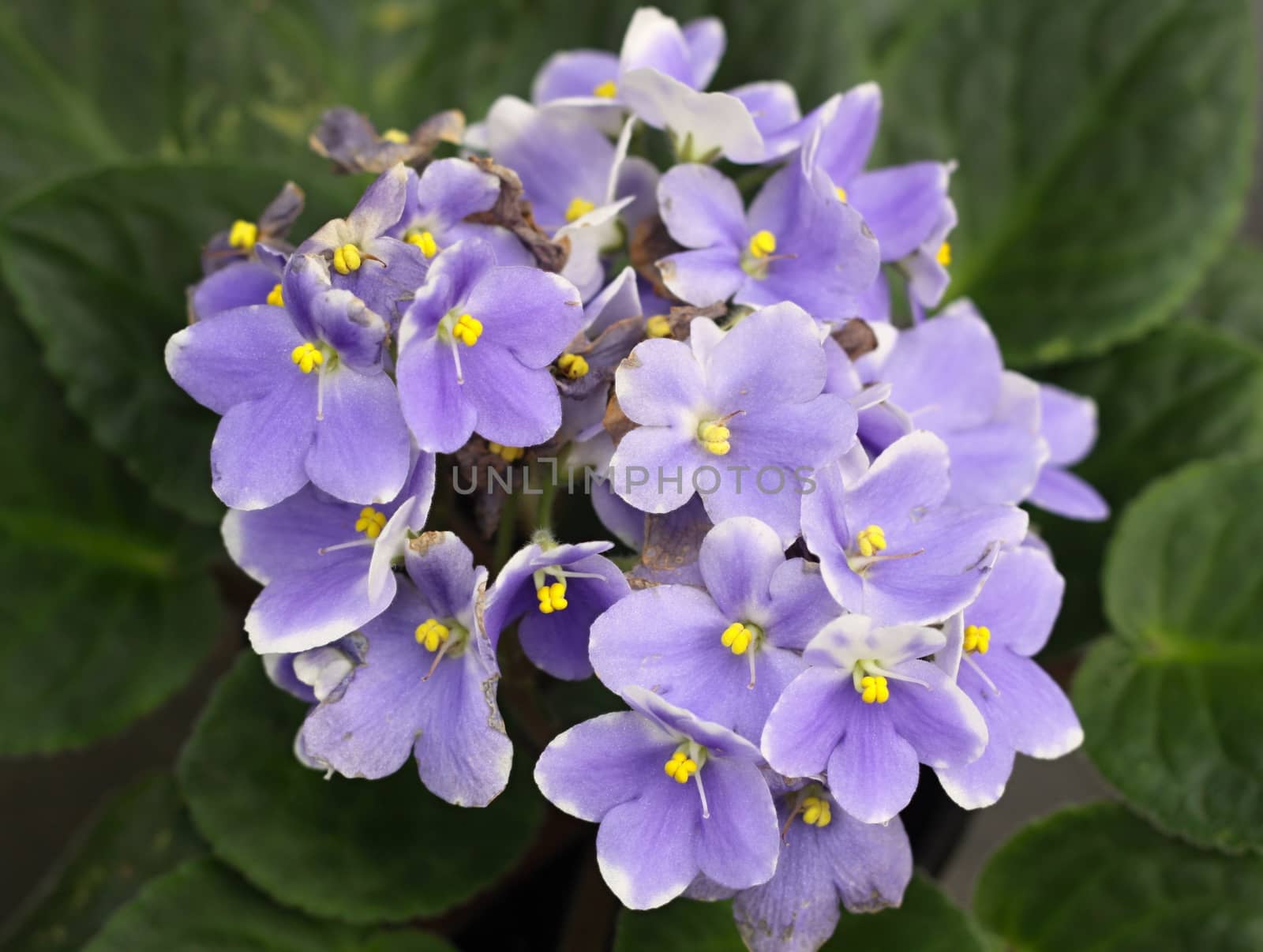 the flowers of violets and green leaves