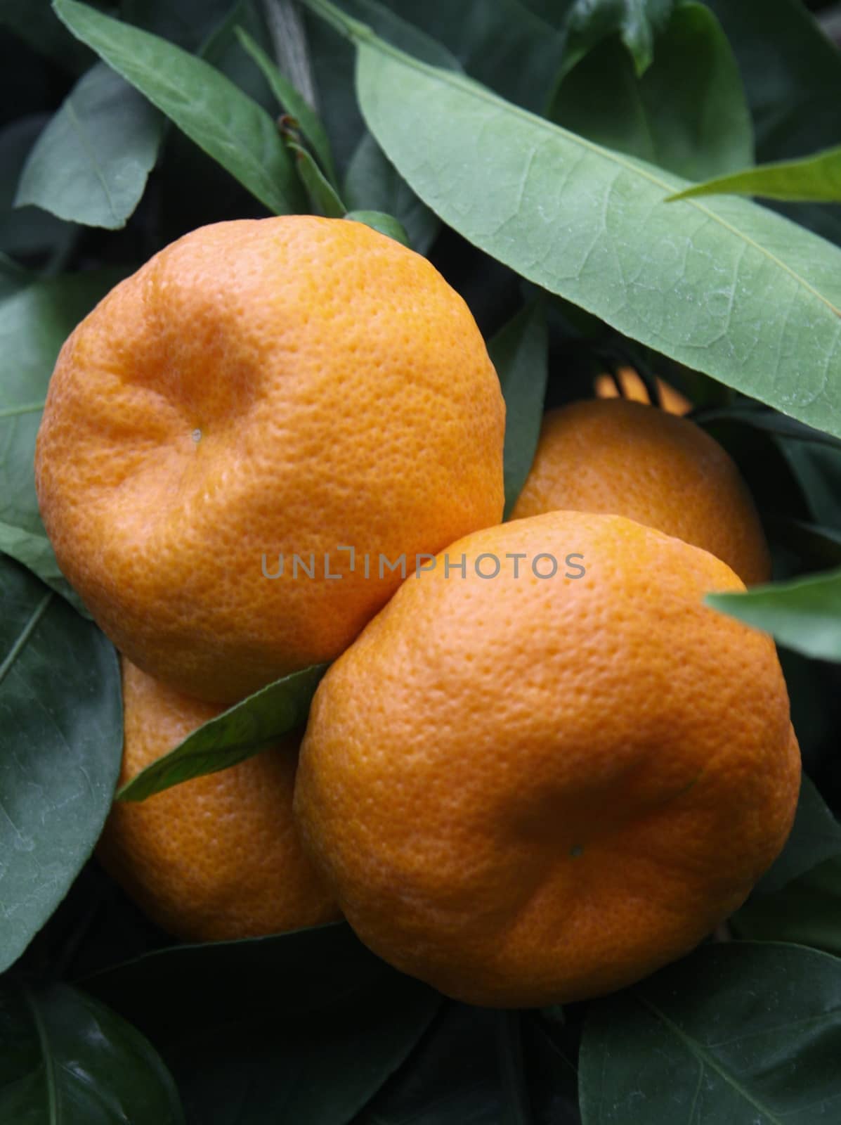 Ripe tangerines on a tree by jnerad