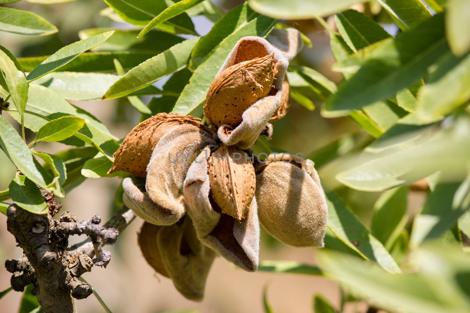 Branch of the tree of almonds, ready for harvest in late summer