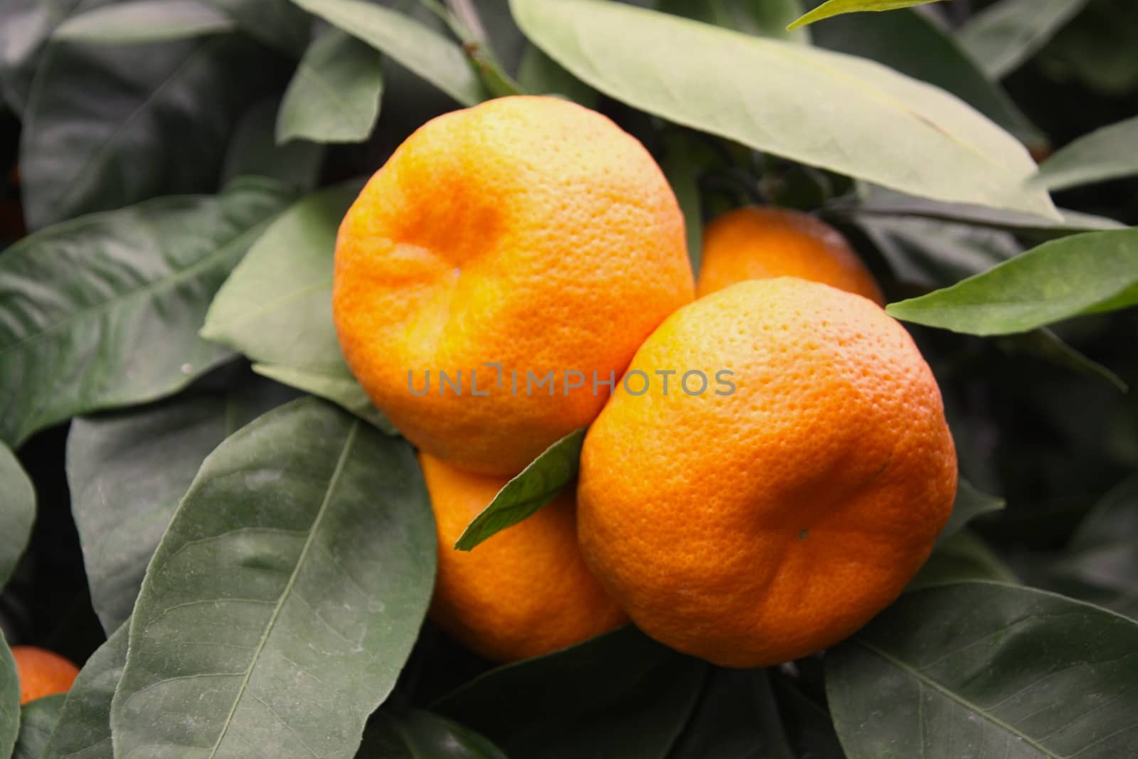 Ripe tangerines on a tree and green leaves