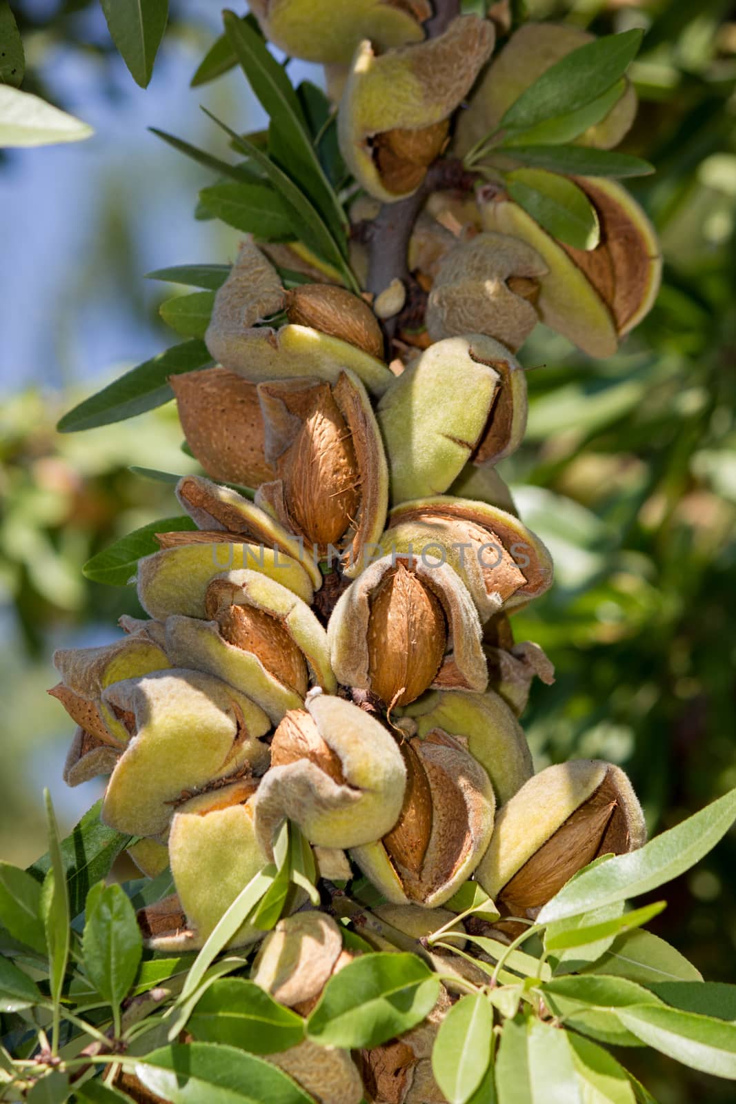 Branch of the tree of almonds, ready for harvest in late summer