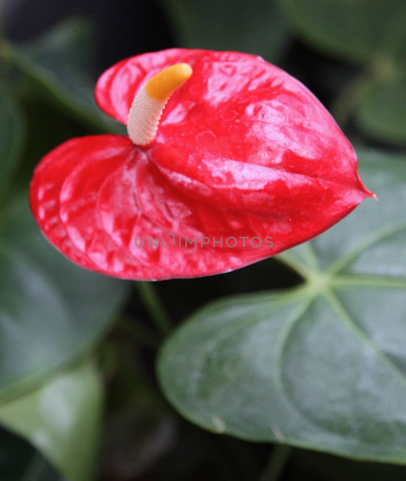 Red  Flamingo flower and green leaves