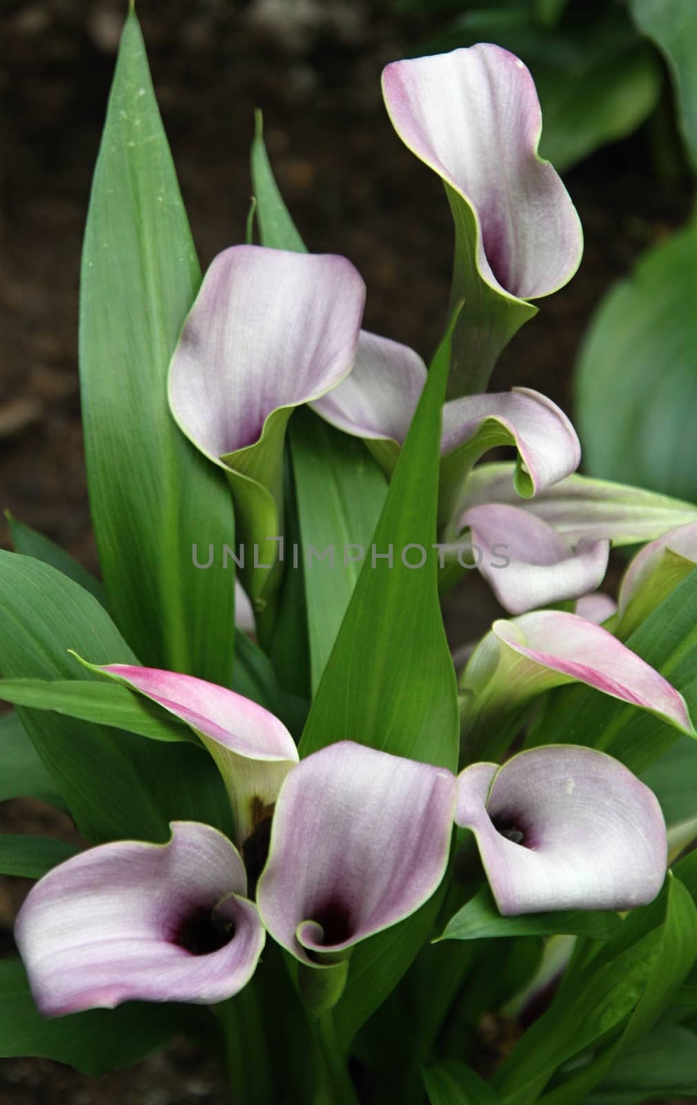 Violet calla lilies and green leaves on the background