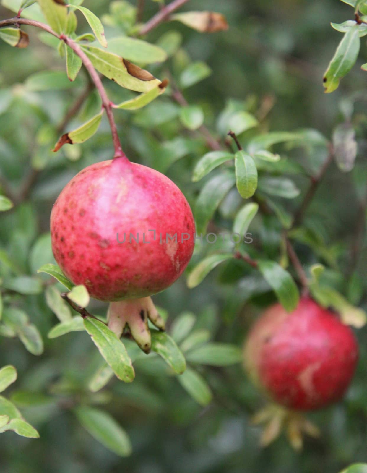 Ripe  Pomegranate Fruit on Tree and green leaves