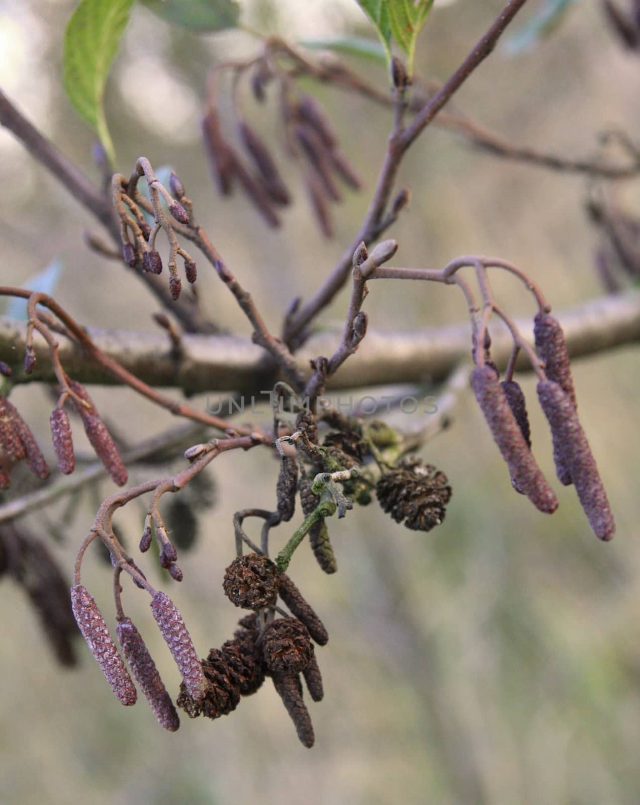Larch cones and catkins by jnerad