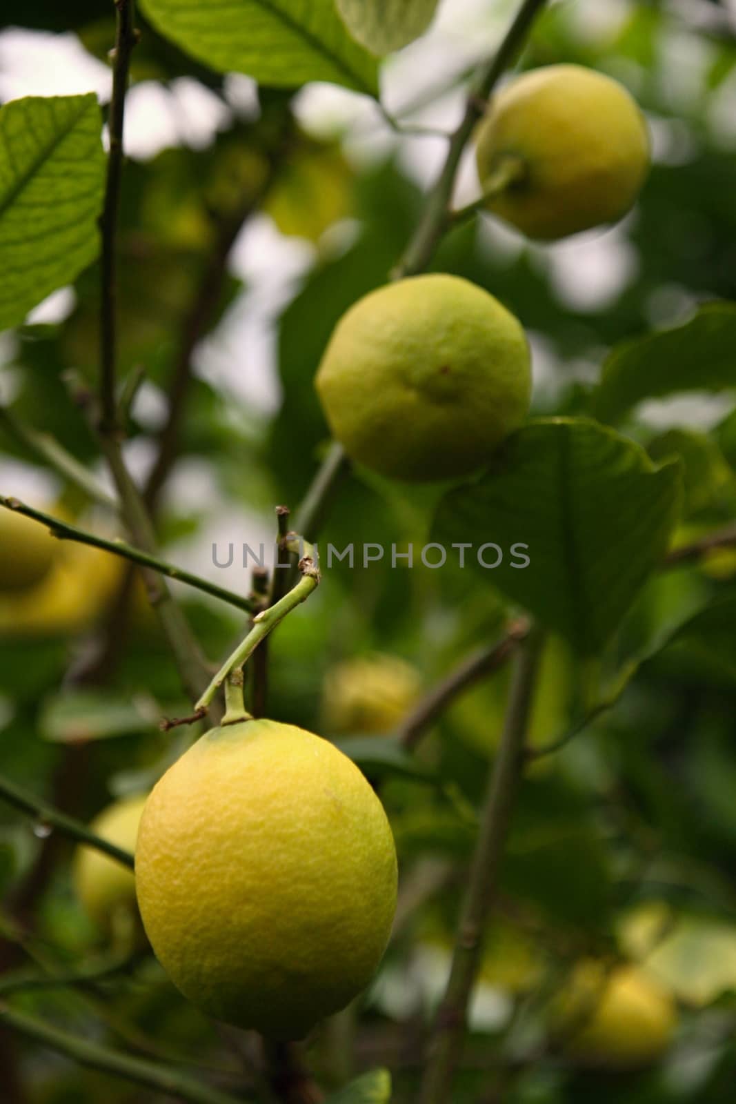 Ripe yellow lemons hanging on tree and green leaves
