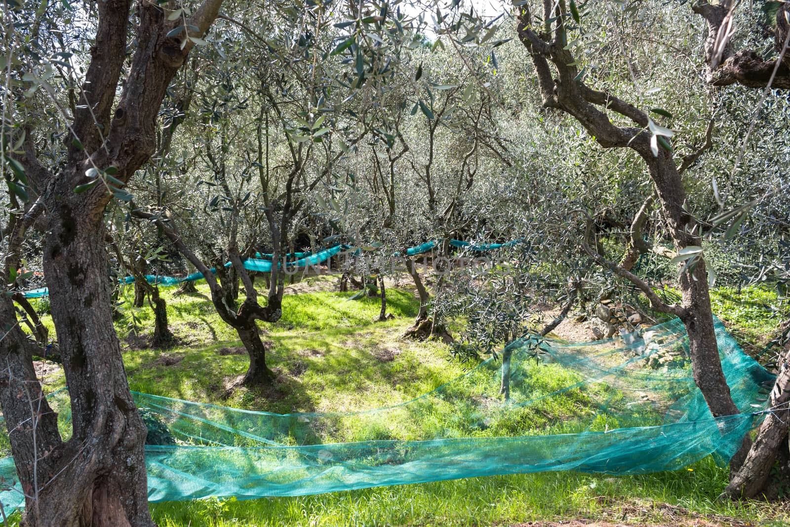 Garden of olives during the harvesting done with networks